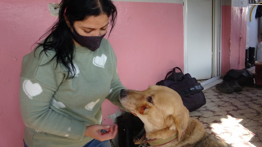Sokak köpeklerinin öldüğünü gören hayvansever gözyaşlarına hakim olamadı