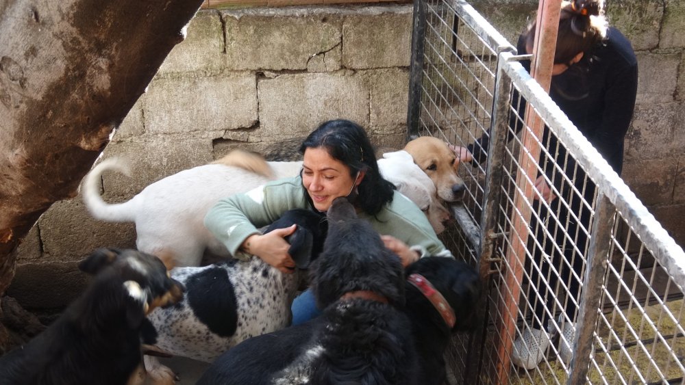 Sokak köpeklerinin öldüğünü gören hayvansever gözyaşlarına hakim olamadı
