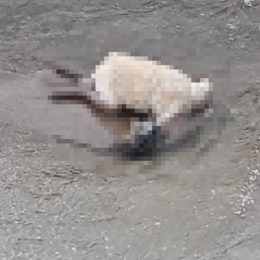 Sokak köpeklerinin öldüğünü gören hayvansever gözyaşlarına hakim olamadı