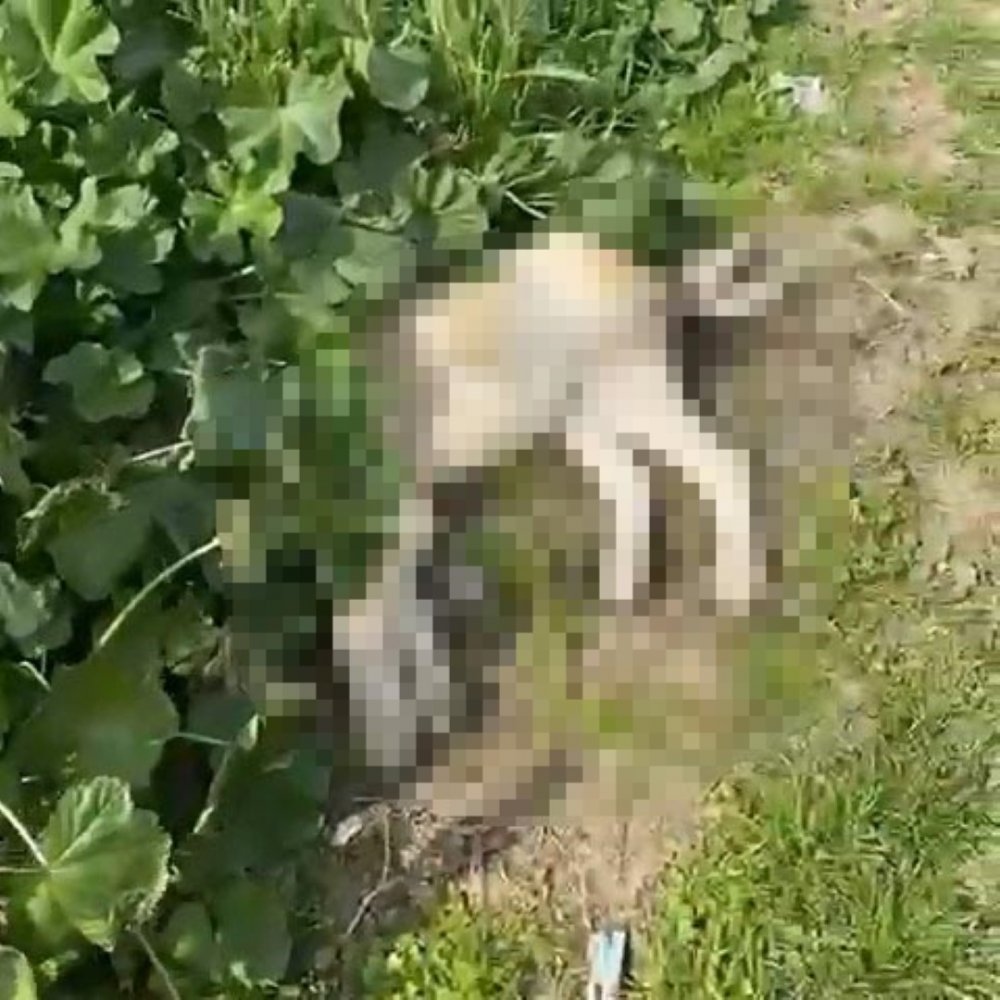 Sokak köpeklerinin öldüğünü gören hayvansever gözyaşlarına hakim olamadı