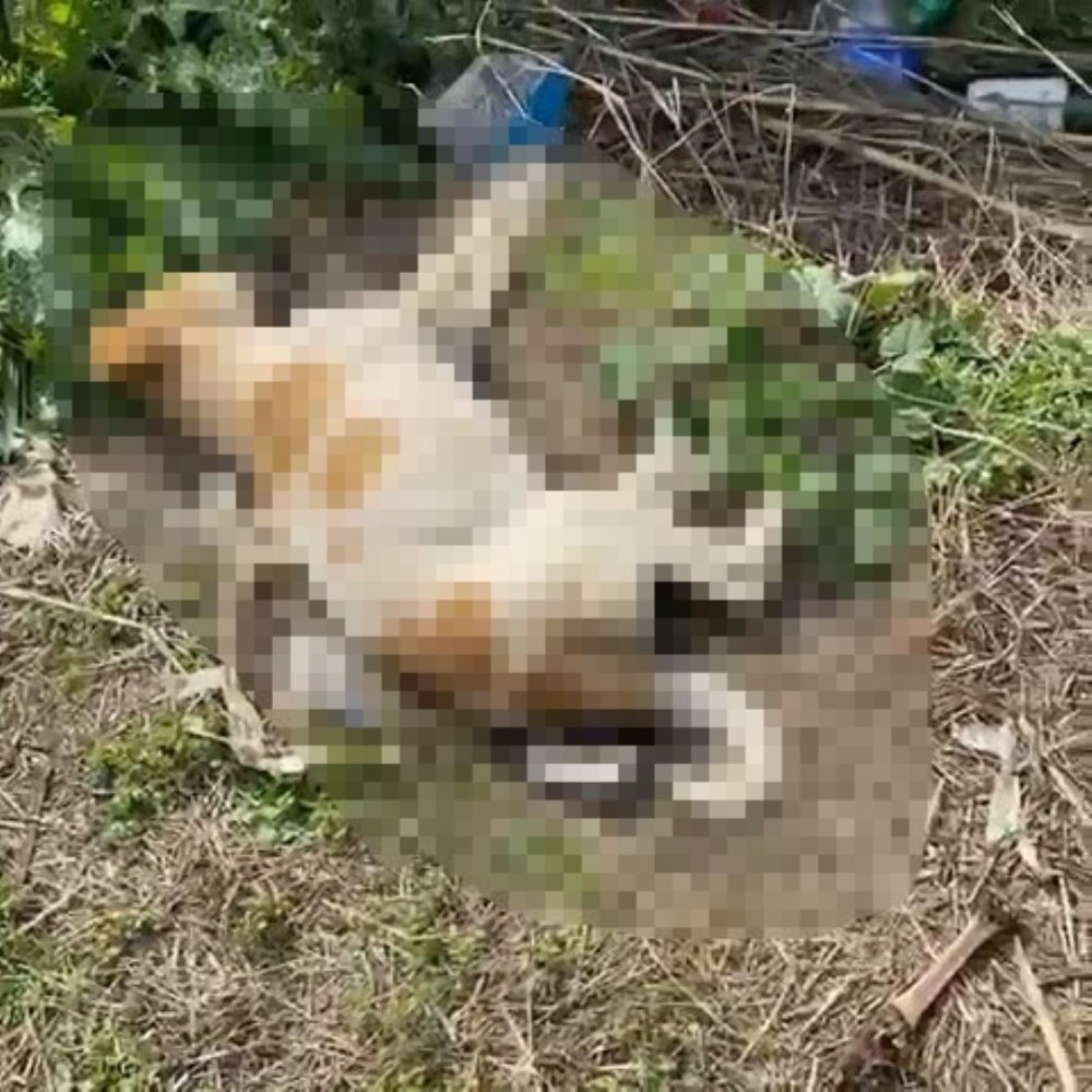 Sokak köpeklerinin öldüğünü gören hayvansever gözyaşlarına hakim olamadı