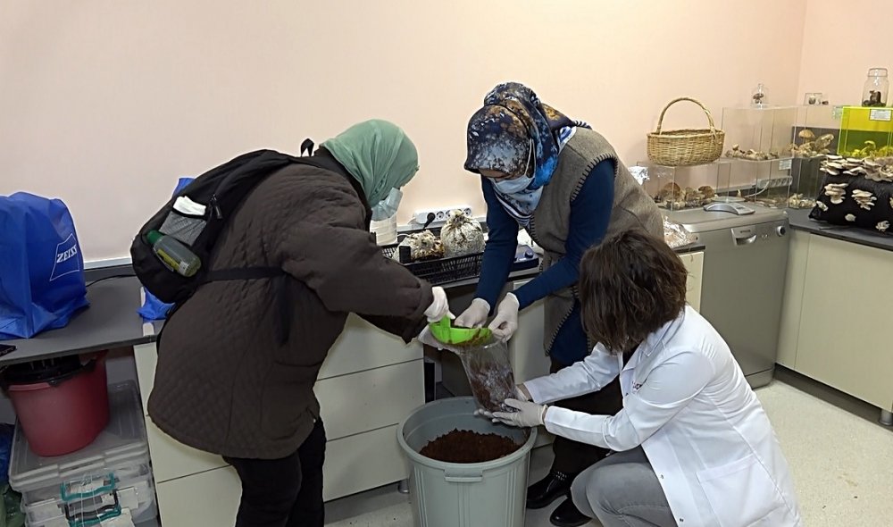 Üniversitede üretilen mantarlar altın değerinde