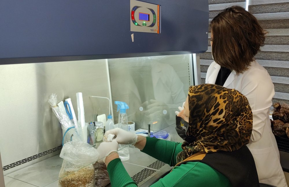 Üniversitede üretilen mantarlar altın değerinde