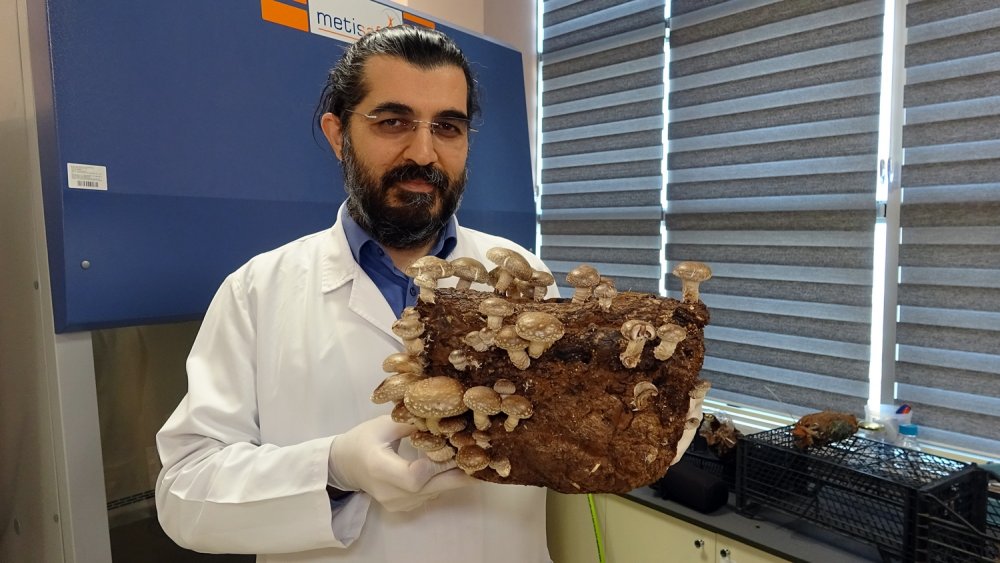 Üniversitede üretilen mantarlar altın değerinde