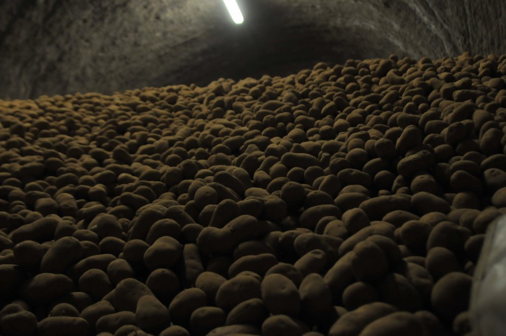 'Türkiye, 30 bin ton patates nişastası ithal ediyor'