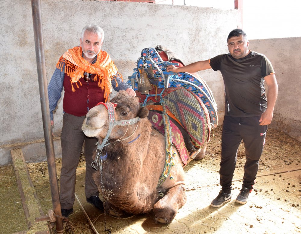 Güreş devesi sahipleri: Seyircisiz de olsa yılda bir kez güreşler yapılsın