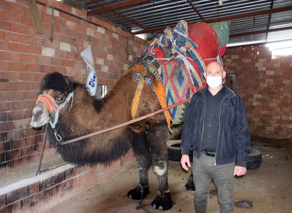 Güreş devesi sahipleri: Seyircisiz de olsa yılda bir kez güreşler yapılsın