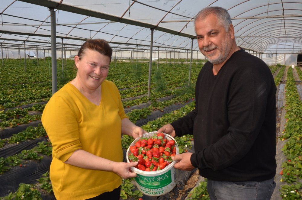 Kilosu 11- 12 liraya satılan sera çileği, üreticiyi memnun etti