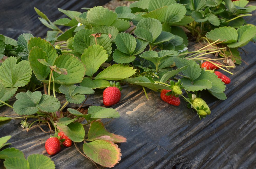 Kilosu 11- 12 liraya satılan sera çileği, üreticiyi memnun etti