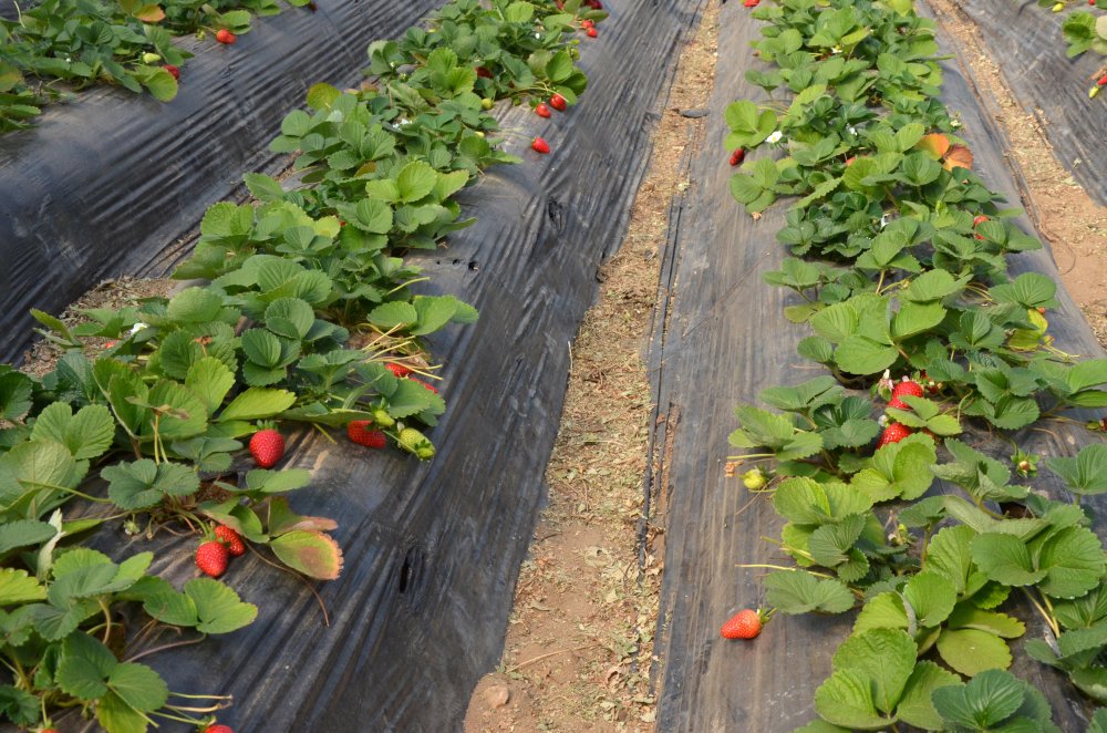 Kilosu 11- 12 liraya satılan sera çileği, üreticiyi memnun etti