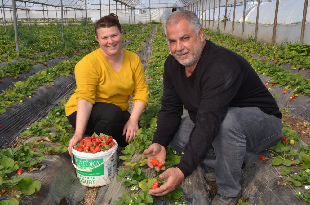 Kilosu 11- 12 liraya satılan sera çileği, üreticiyi memnun etti