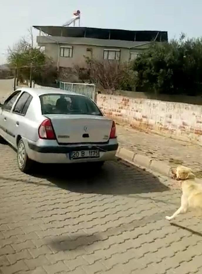 Hayvanseverleri ayağa kaldıran görüntü