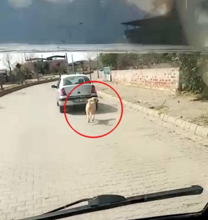 Hayvanseverleri ayağa kaldıran görüntü