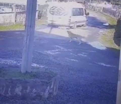 Şiddet son bulmuyor! Yolda yatan köpeğin üzerinden geçti
