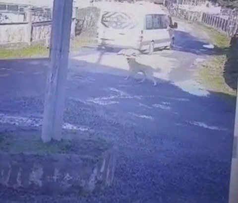 Şiddet son bulmuyor! Yolda yatan köpeğin üzerinden geçti