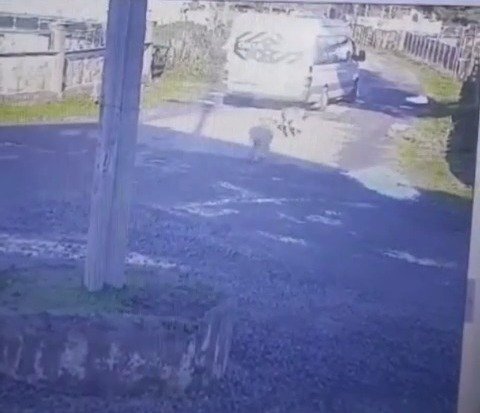 Şiddet son bulmuyor! Yolda yatan köpeğin üzerinden geçti