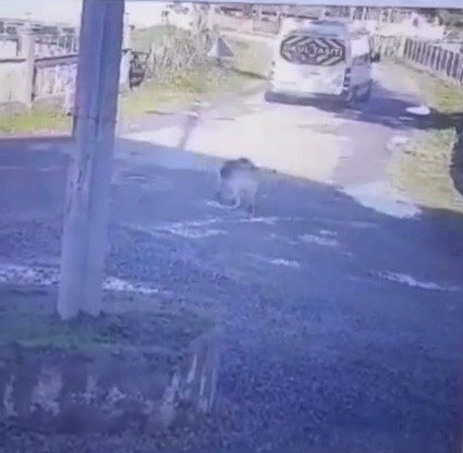 Şiddet son bulmuyor! Yolda yatan köpeğin üzerinden geçti
