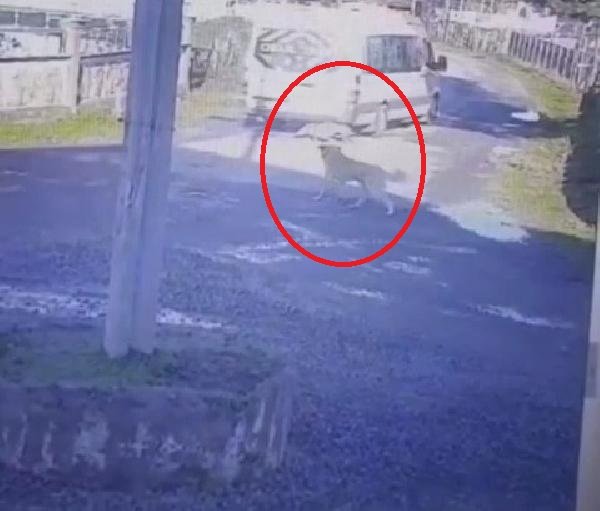 Şiddet son bulmuyor! Yolda yatan köpeğin üzerinden geçti