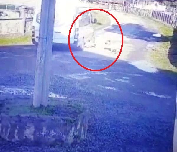 Şiddet son bulmuyor! Yolda yatan köpeğin üzerinden geçti