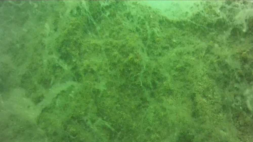 Marmara'nın derinliklerinde görüldü! Deniz canlılarının hayatını tehlikeye atıyor