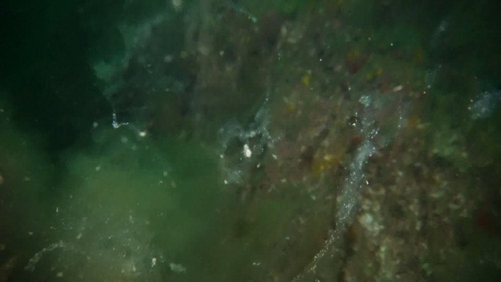 Marmara'nın derinliklerinde görüldü! Deniz canlılarının hayatını tehlikeye atıyor