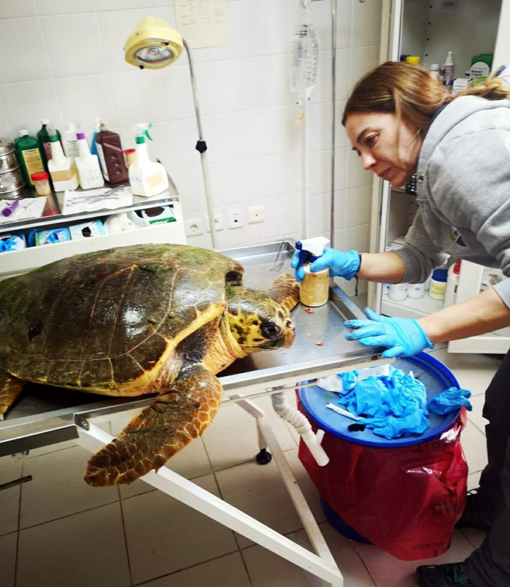 Ateşli silahla vurulan caretta caretta için zamanla yarıştılar