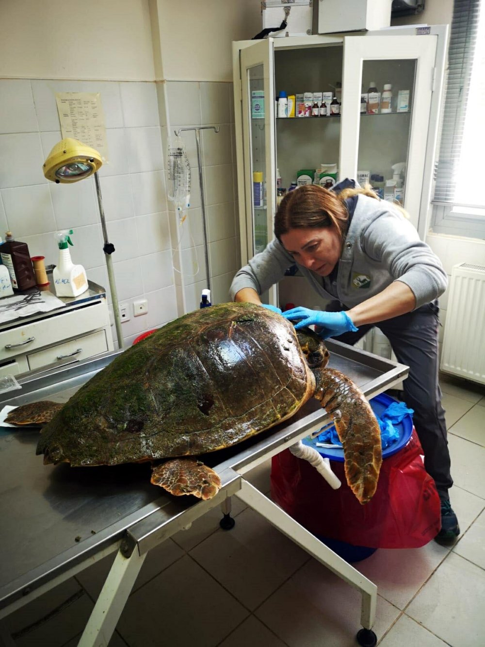 Ateşli silahla vurulan caretta caretta için zamanla yarıştılar