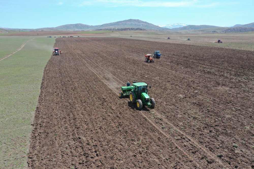 Sivas'ta 'mor patates' ekimi yapıldı