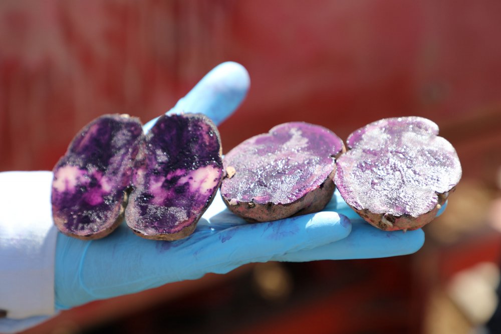 Sivas'ta 'mor patates' ekimi yapıldı