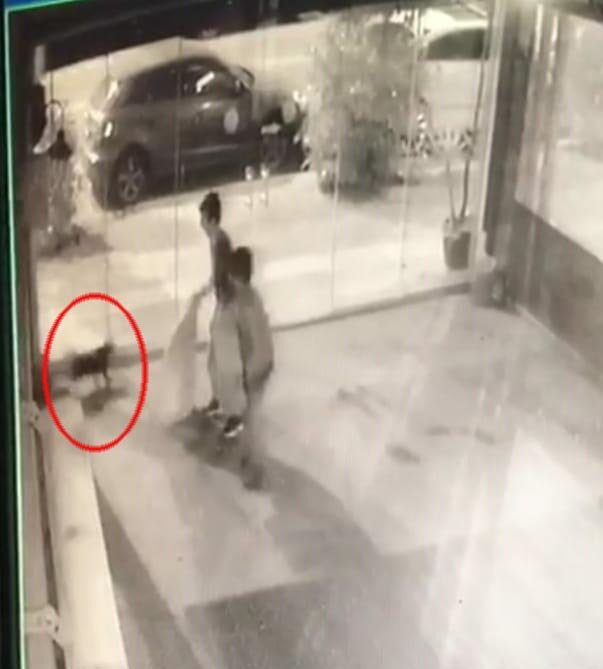 Dehşete düşüren anlar! İki çocuk kediyi bayıltana kadar dövdü
