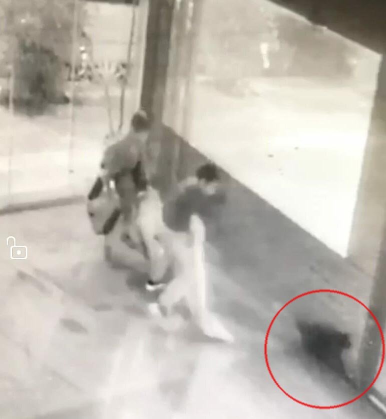 Dehşete düşüren anlar! İki çocuk kediyi bayıltana kadar dövdü