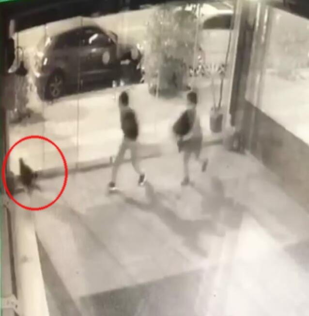 Dehşete düşüren anlar! İki çocuk kediyi bayıltana kadar dövdü