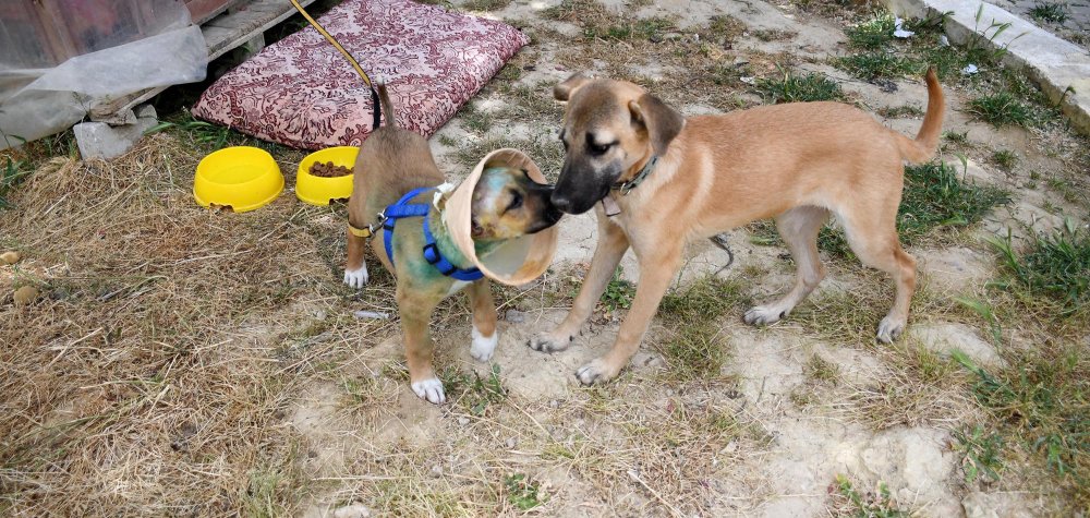 3 aylık köpeğe akıl almaz işkence!