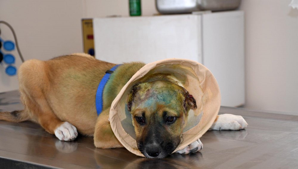 3 aylık köpeğe akıl almaz işkence!
