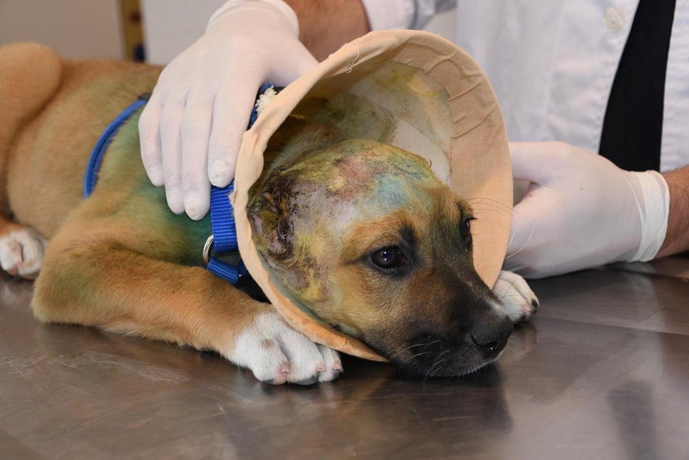 3 aylık köpeğe akıl almaz işkence!