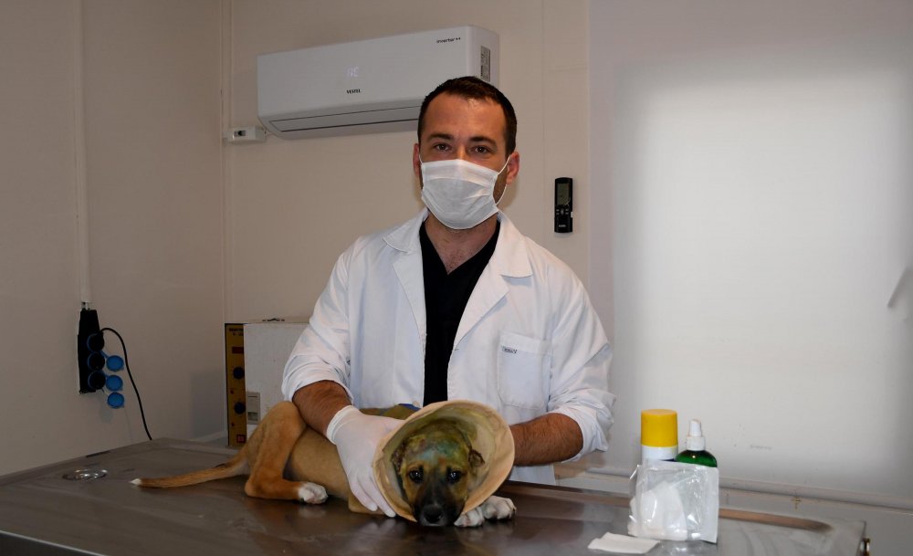 3 aylık köpeğe akıl almaz işkence!