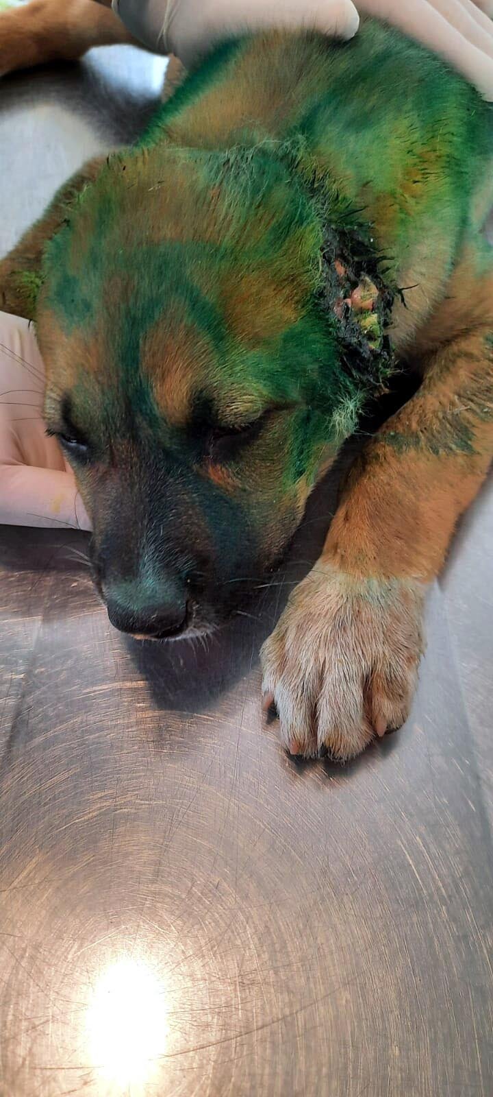 3 aylık köpeğe akıl almaz işkence!