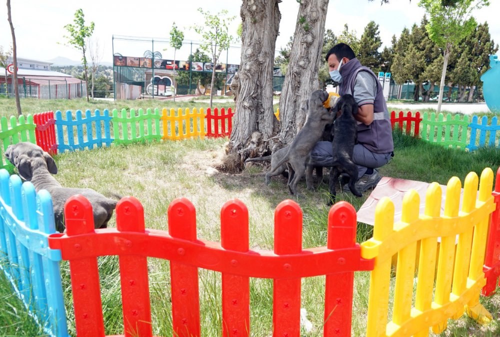 Köpeklerine eziyet eden kadın gözaltına alındı