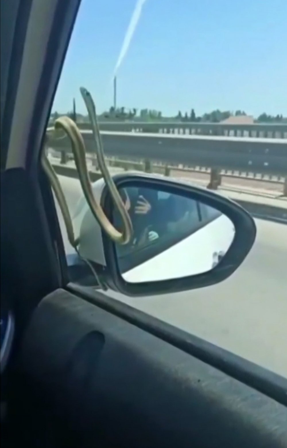Seyir halindeyken otomobilin camındaki yılanı gördüler