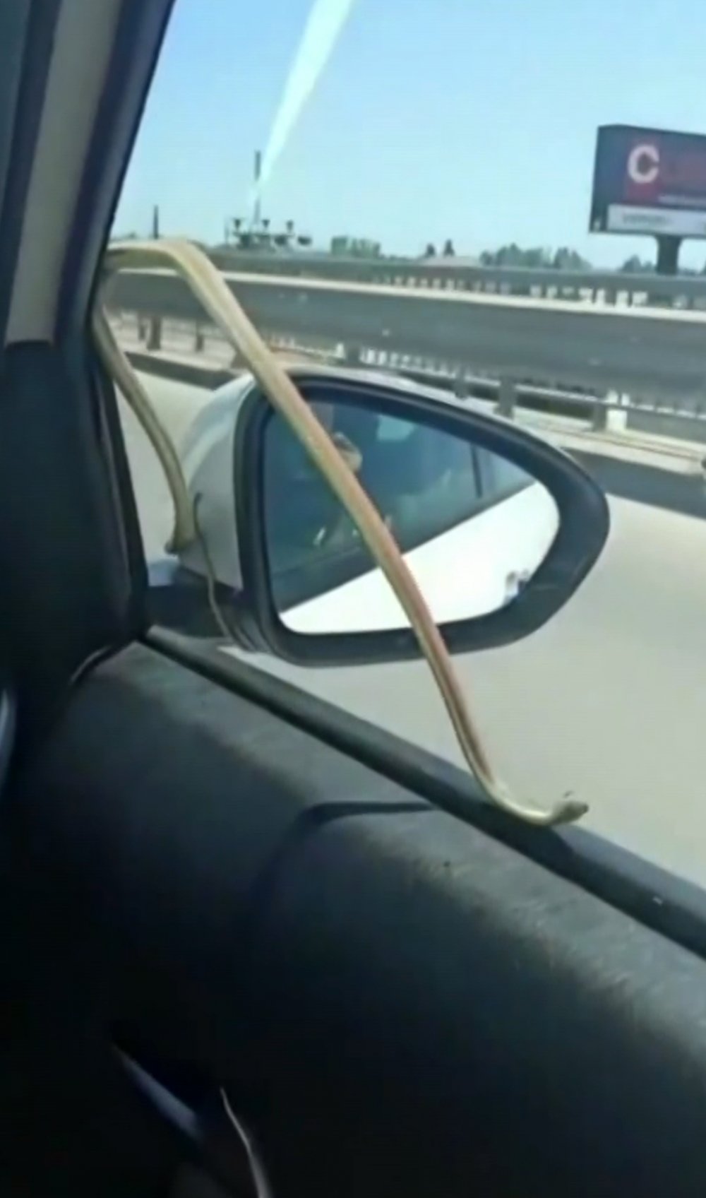 Seyir halindeyken otomobilin camındaki yılanı gördüler