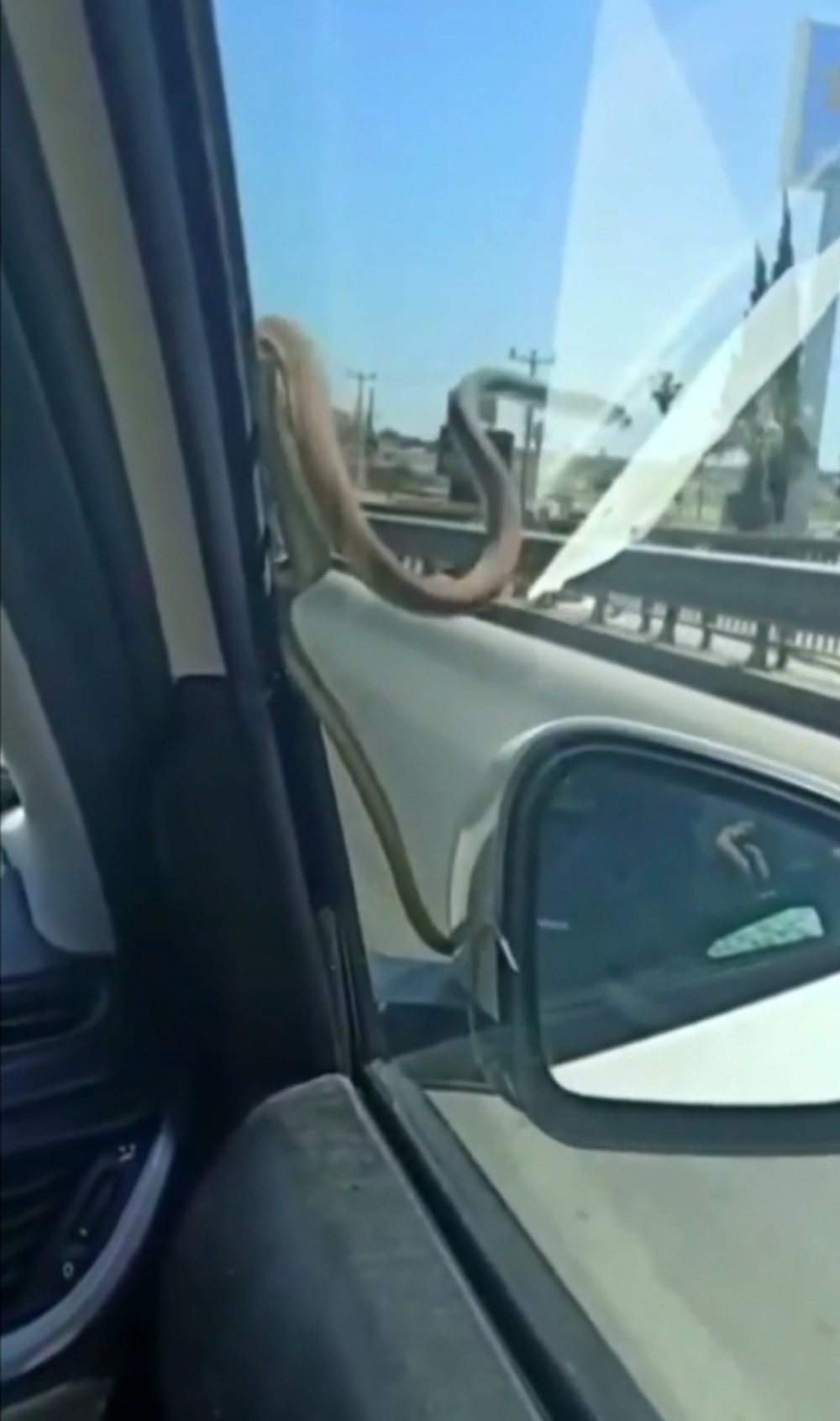 Seyir halindeyken otomobilin camındaki yılanı gördüler
