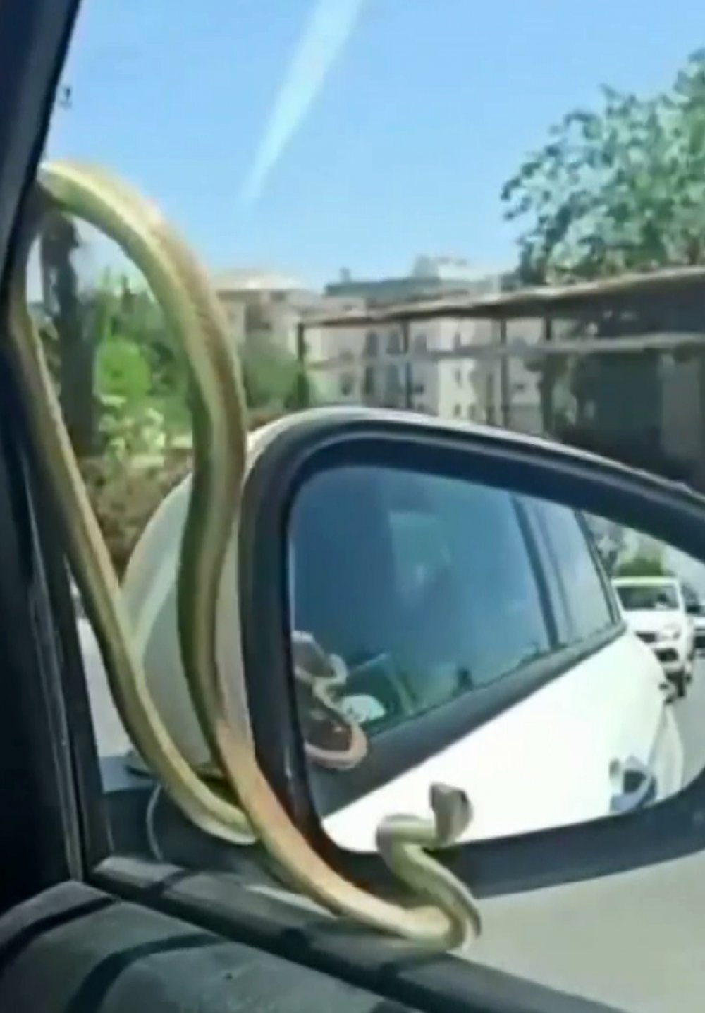 Seyir halindeyken otomobilin camındaki yılanı gördüler