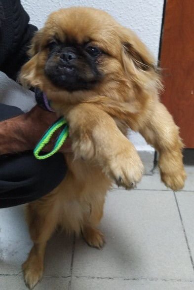 Evde değerli eşya bulamayınca köpeği çaldı!