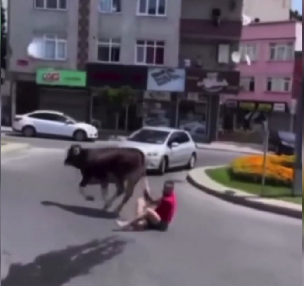 Kaçan danayı kuyruğundan tutarak durdurmaya çalıştı ama...