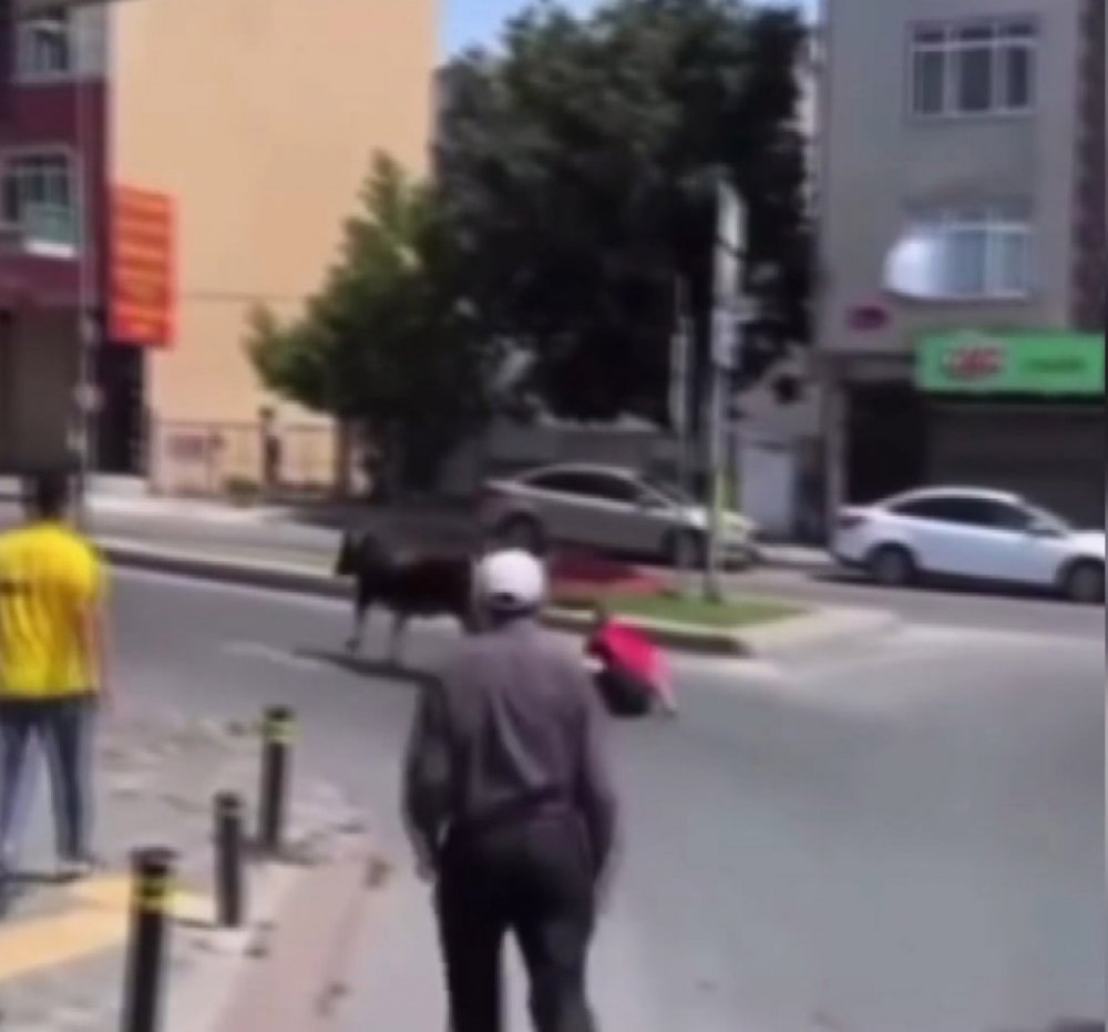 Kaçan danayı kuyruğundan tutarak durdurmaya çalıştı ama...