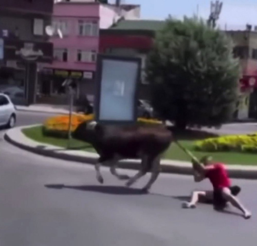 Kaçan danayı kuyruğundan tutarak durdurmaya çalıştı ama...