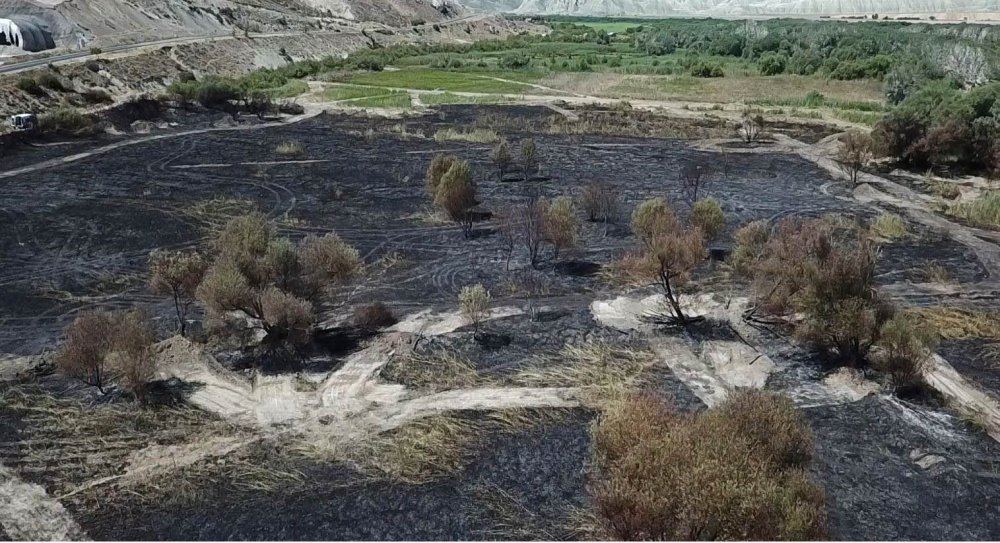 Nallıhan Kuş Cenneti sazlığındaki yangına kuş neden olmuş