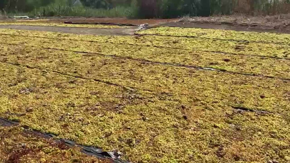 13 TL'LİK ÜZÜM FİYATI ÜRETİCİLERİ MEMNUN ETMEDİ: "BU ŞARTLARDA BORCUMU ÖDEYEMEM, TRAKTÖRÜMÜ SATACAĞIM"