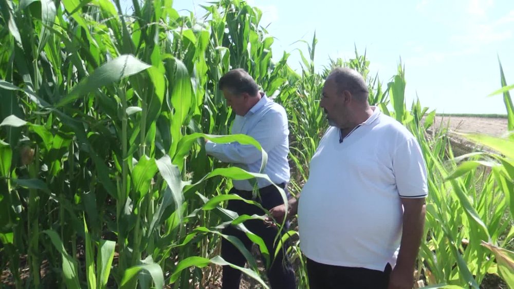 155 BİN LİRALIK ELEKTRİK FATURASI GELEN ADANALI ÇİFTÇİ:NİN  “FABRİKA MI ÇALIŞTIRIYORUM" İSYANI