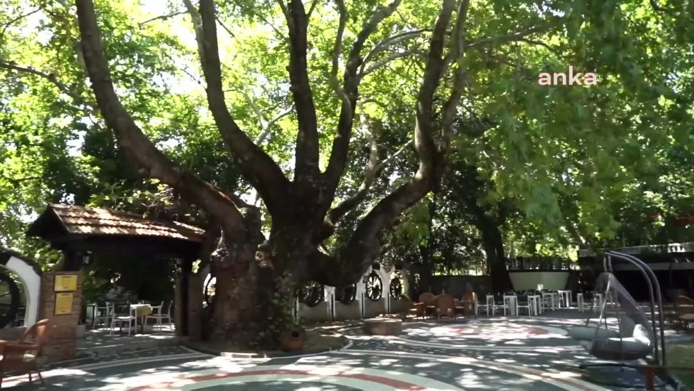 ATATÜRK'ÜN GÖLGESİNDE DİNLENİP KAHVE İÇTİĞİ ÇINAR, BİR OTELİN BAHÇESİNDE KORUNUYOR